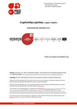 Cryptichthys jojettae, Cryptic Triplefin