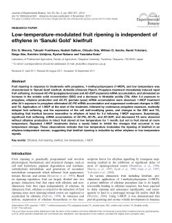 Low-temperature-modulated fruit ripening is independent of