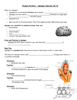 Sponges - Enders Science Page