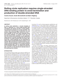 Rolling circle replication requires single