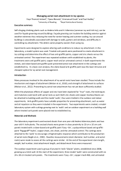 Managing aerial root attachment in ivy species