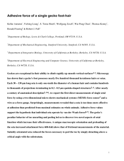 Adhesive force of a single gecko foot-hair