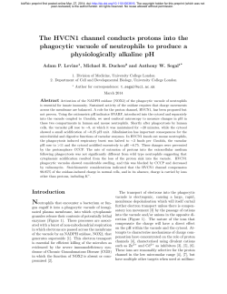 The HVCN1 channel conducts protons into the phagocytic vacuole