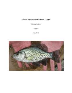 Pomoxis nigromaculatus &ndash; Black Crappie