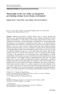 Matrotrophy in the cave molly