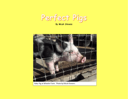 By Micah Stevens Baby Pig at Wheeler Farm. Photo