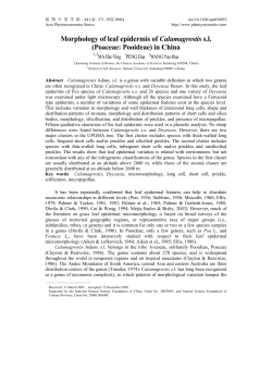 Morphology of leaf epidermis of Calamagrostis sl