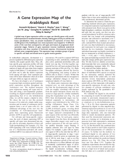 A Gene Expression Map of the Arabidopsis Root