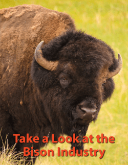 Take a Look at the Bison Industry