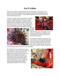 Sea Urchins - Kwajalein Underwater