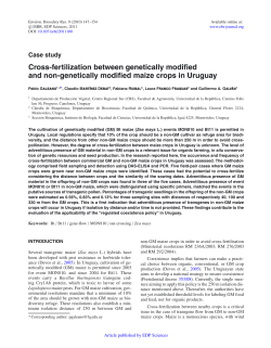 Cross-fertilization between genetically modified and non