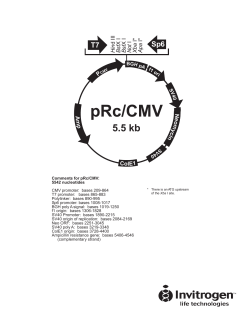 pRc/CMV