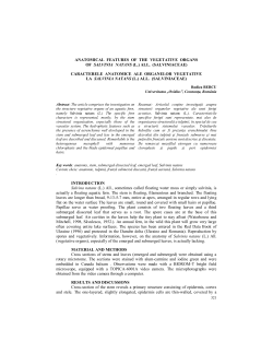 anatomical features of the vegetative organs of salvinia