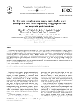 In vitro bone formation using muscle