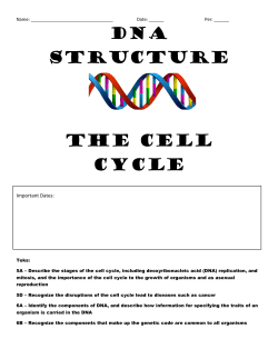 DNA STRUCTURE The Cell Cycle