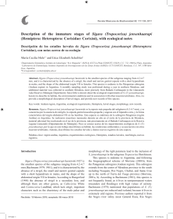 Description of the immature stages of Sigara (Tropocorixa