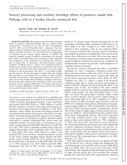 Sensory processing and corollary discharge effects in posterior