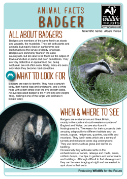 badger - Nottinghamshire Wildlife Trust