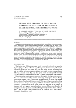 fusion and erosion of cell walls during conjugation in the fission