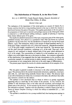The Distribution of Vitamin B1 in the Rice Grain