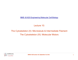 Lecture 10: Lecture 10: The Cytoskeleton (II): Microtubule