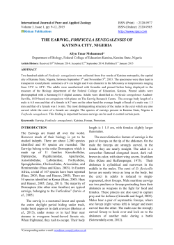 The Earwig, Forficula Senegalensis of Katsina