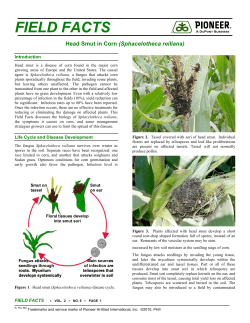 Head Smut in Corn - Cardy Crop Solutions