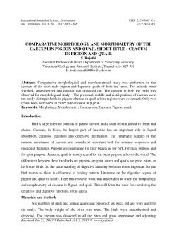 comparative morphology and morphometry of the caecum in pigeon