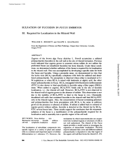 SULFATION OF FUCOIDIN IN FUCUS EMBRYOS III. Required for