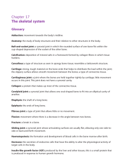Chapter 17 The skeletal system