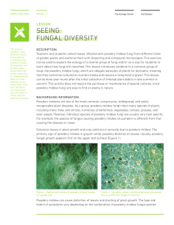 SEEING FUNGAL DIVERSITY
