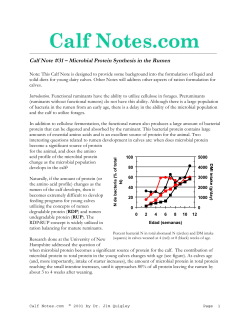 Calf Note #31 - Microbial protein synthesis in the