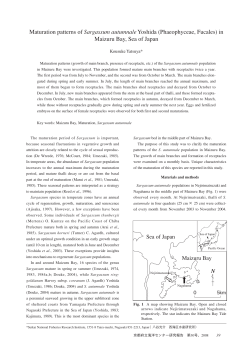 Maturation patterns of Sargassum autumnaleYoshida
