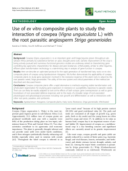 Use of ex vitro composite plants to study the interaction of cowpea