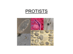 PROTISTS
