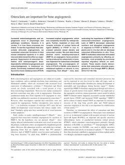 Osteoclasts are important for bone angiogenesis