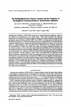 The Relatimship between GIncose Transport and tbe Production of