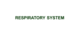 2-respiratory sys - www . histology . ro