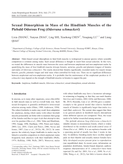 Sexual Dimorphism in Mass of the Hindlimb Muscles of the Piebald