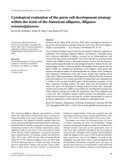 Cytological evaluation of the germ cell development strategy within