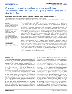 Chemoautotrophic growth of ammonia