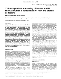 3&prime;-Box-dependent processing of human pre-U1
