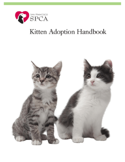 kitten adoption handbook: table of contents