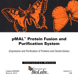 manual pMAL Protein Fusion and Purification
