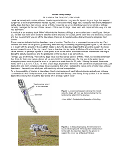 Dew Claw Explanation - Canine Sports Productions