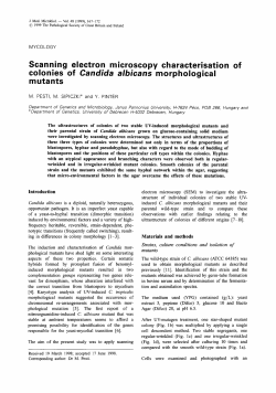 colonies of Candida albicans morphological