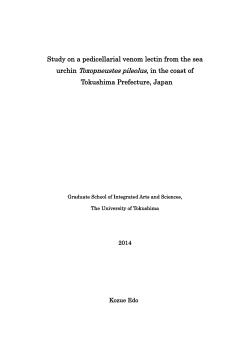 urchin Toxopneustes pileolus, in the coast of