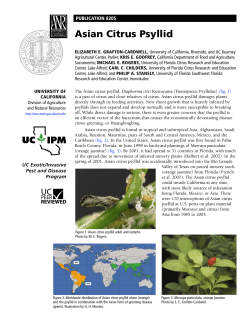 Asian Citrus Psyllid