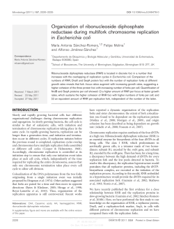 Organization of ribonucleoside diphosphate
