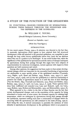 a study of the function of the epididymis